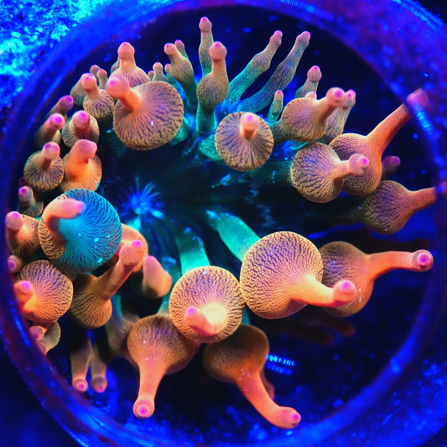 WYSIWYG ECC Nexus Burst Bubble Tip Anemone