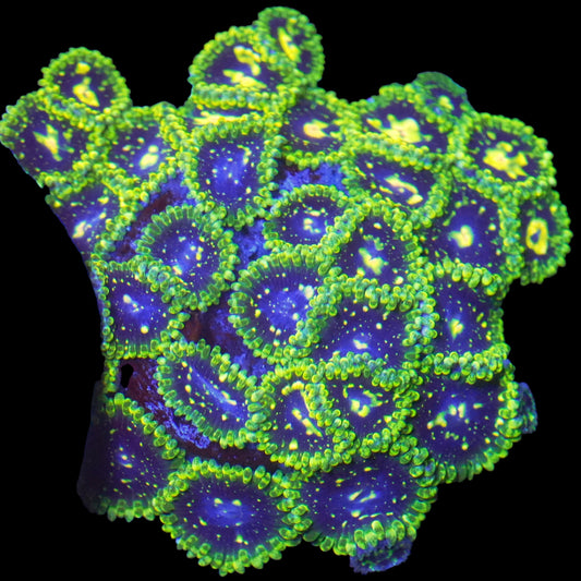 Exosphere Zoanthids Frag (CUT TO ORDER) (Copy)