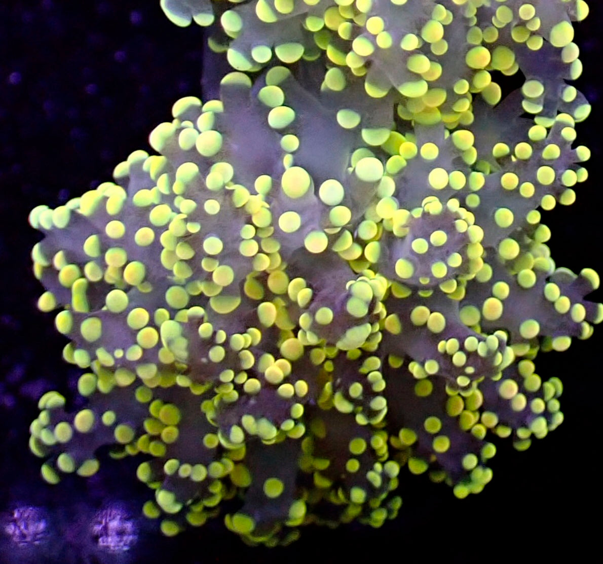 WYSIWYG BioHazard Branching Frogspawn LPS Coral Frag (1H)