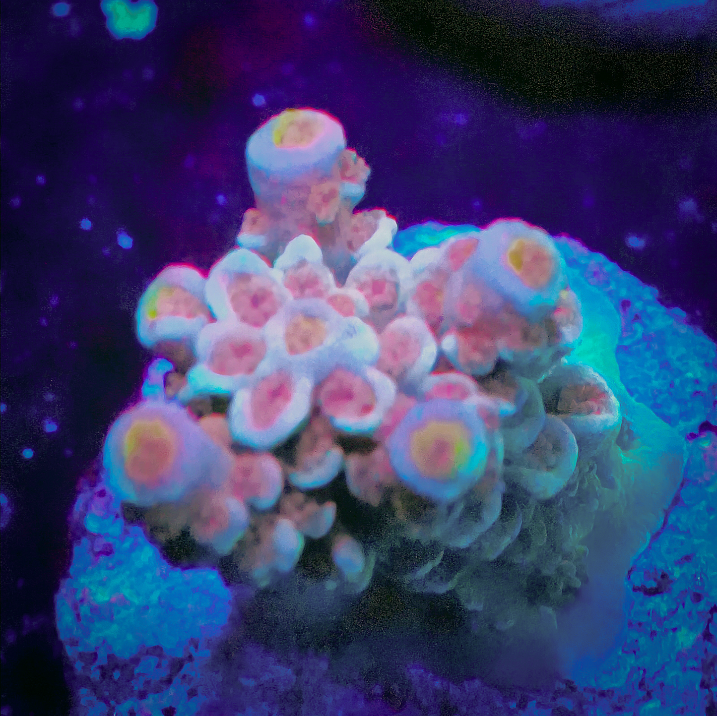 WYSIWYG Acropora Tenius SPS Frag (M)