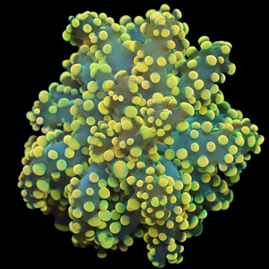 WYSIWYG Indo Golden Suncoin Octospawn LPS Coral Frag (1H)