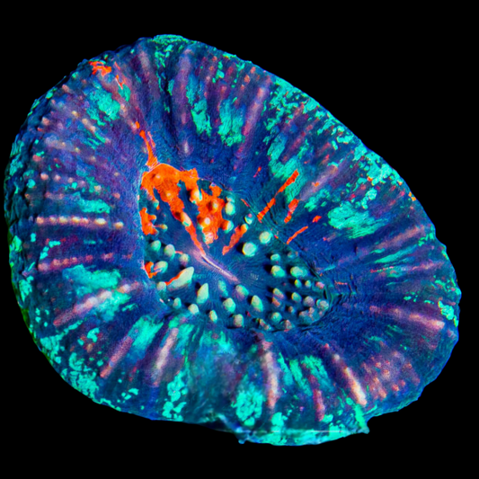 WYSIWYG - Aussie Aqua Scolymia Australis (L)