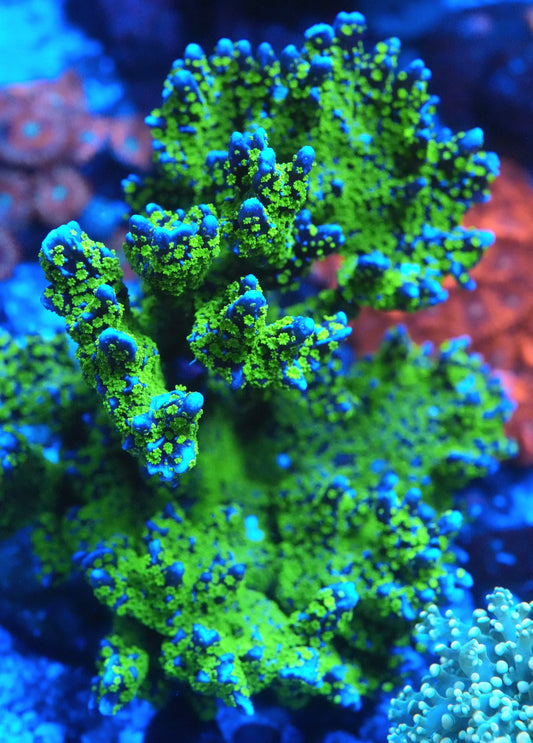 JF Tubbs Stellata Montipora - SPS Coral Frag (Cut to Order)