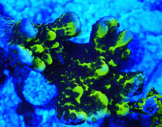 WYSIWYG Green Montipora Spongodes - SPS Coral Frag (L)