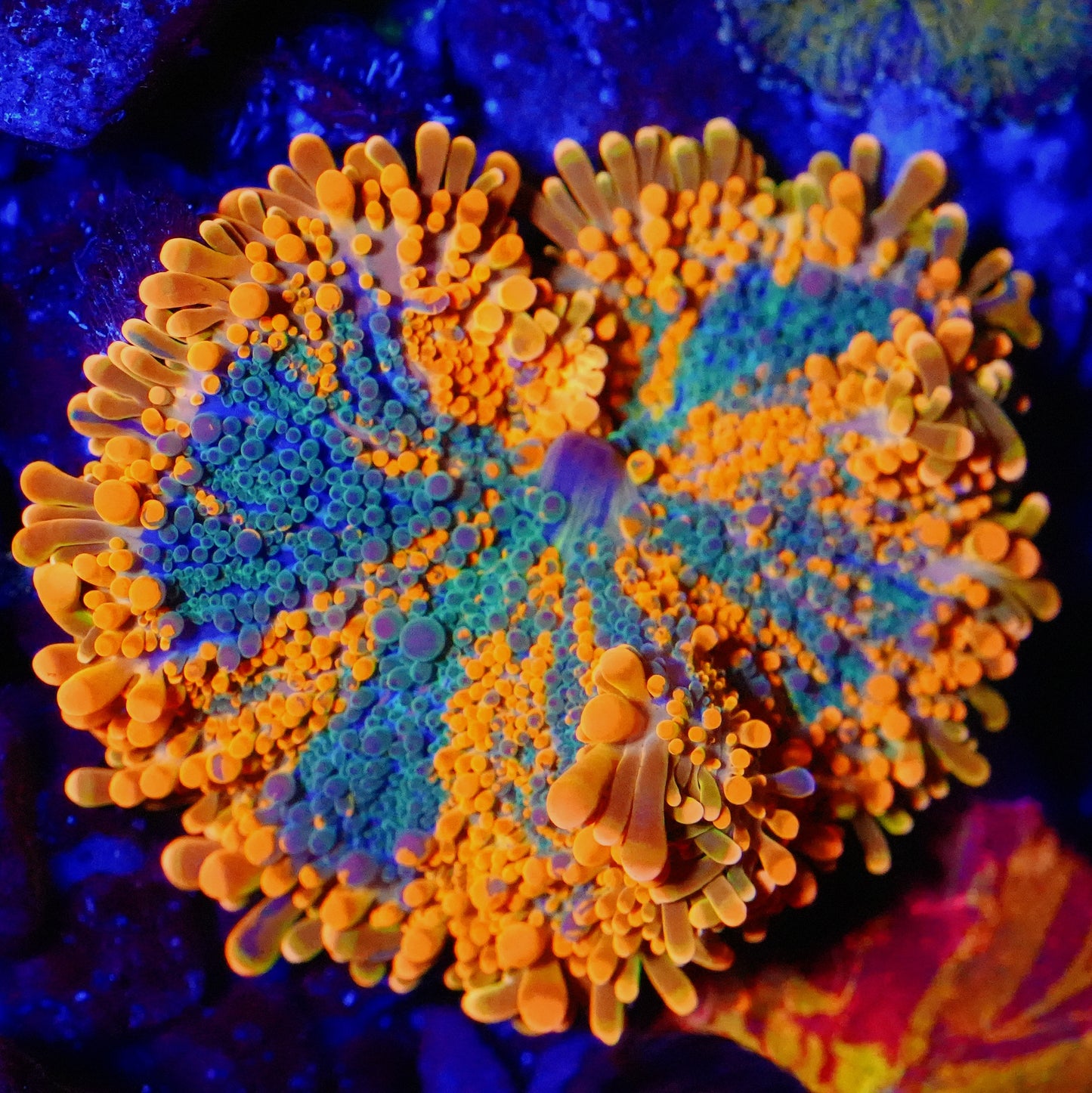 WYSIWYG Malaysian Orange Crush Ricordea Mushroom Soft Coral (XL)