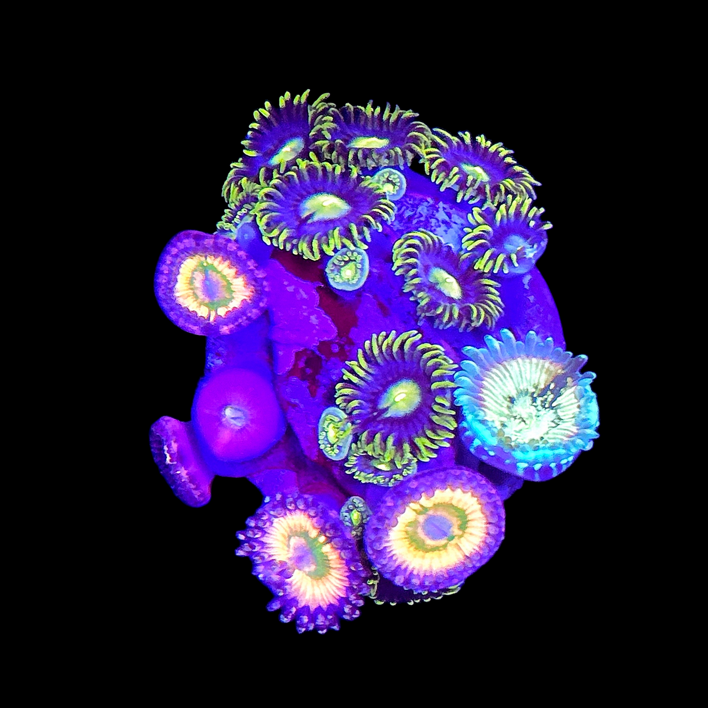 WYSIWYG Zoanthids Combo Frag
