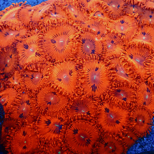 Bloody Red Zoanthids (CUT TO ORDER)