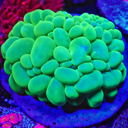 WYSIWYG Indo Green Pastel Bubble LPS Coral (ML)