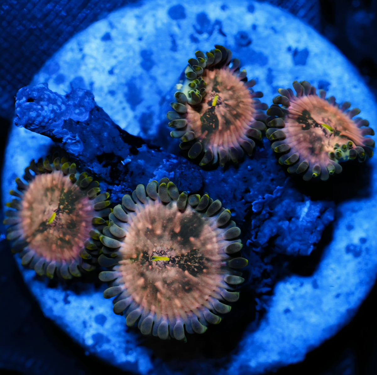 WYSIWYG Wild Ones Zoanthids Frag
