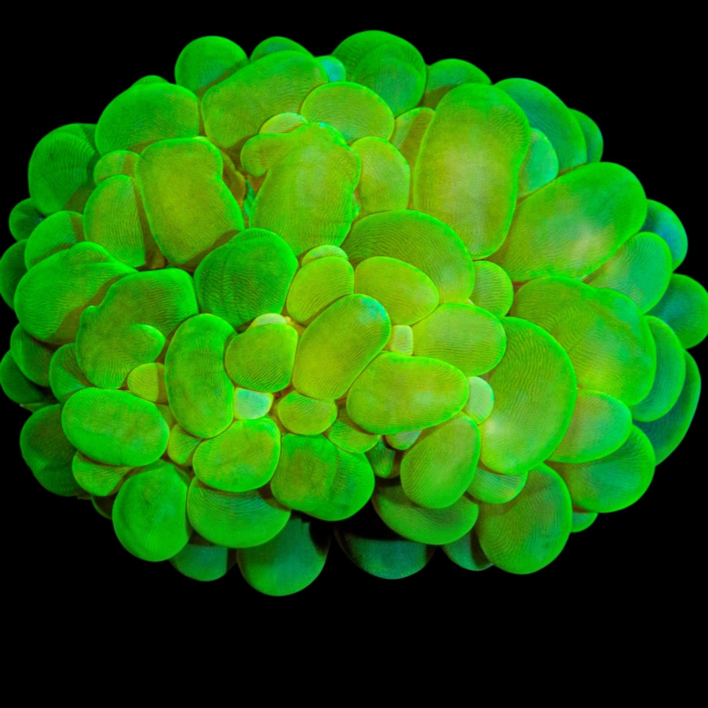 WYSIWYG Indo Toxic Bubble LPS Coral (M)