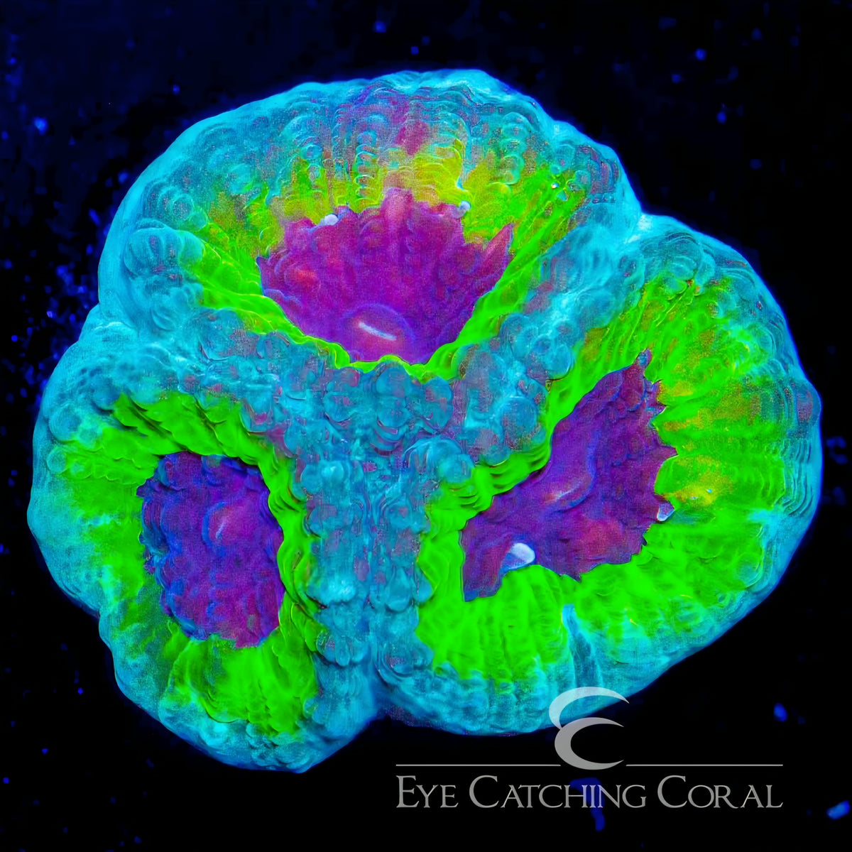 ECC Slightly Sinister Favia LPS Coral Frag (CUT TO ORDER)