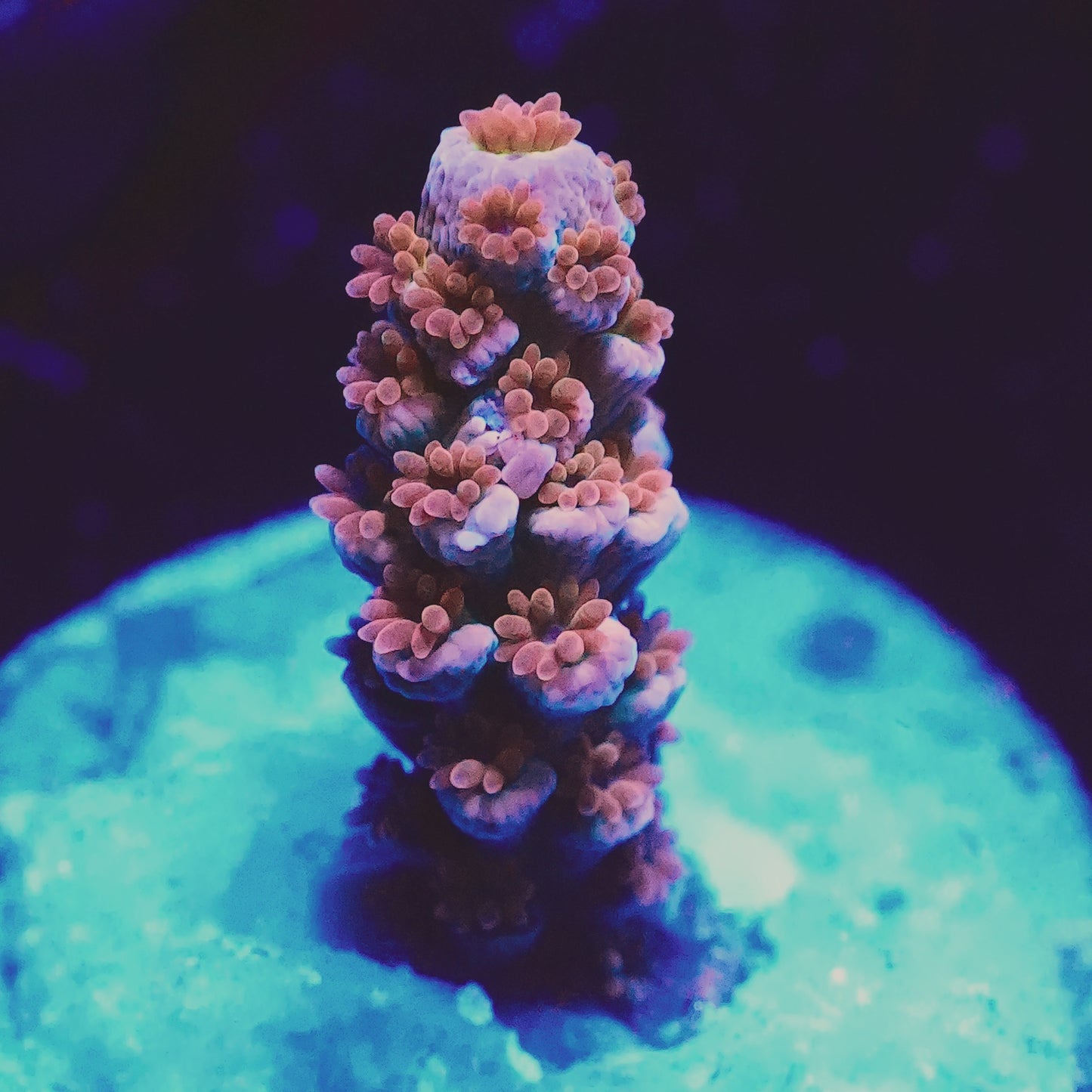 WYSIWYG Acropora Tenius SPS Frag (S)