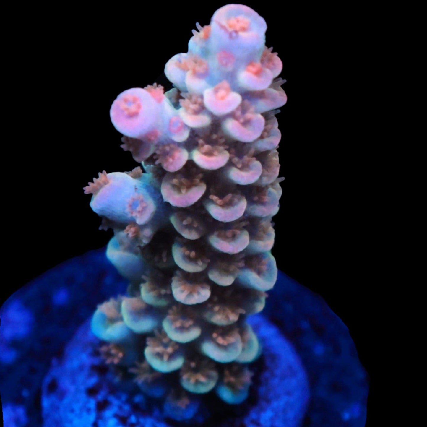 WYSIWYG SDC Acropora Asst. Tenius SPS Frag (M)