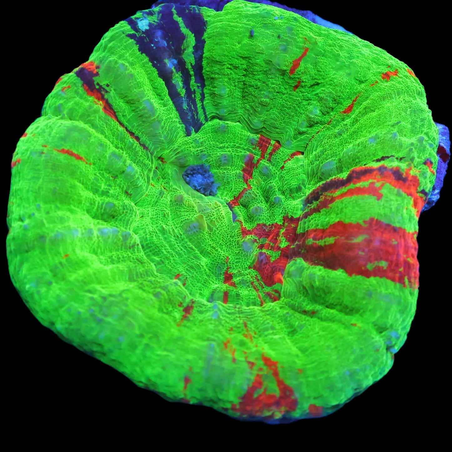 WYSIWYG Bleeding Apple Scolymia Australis (L)
