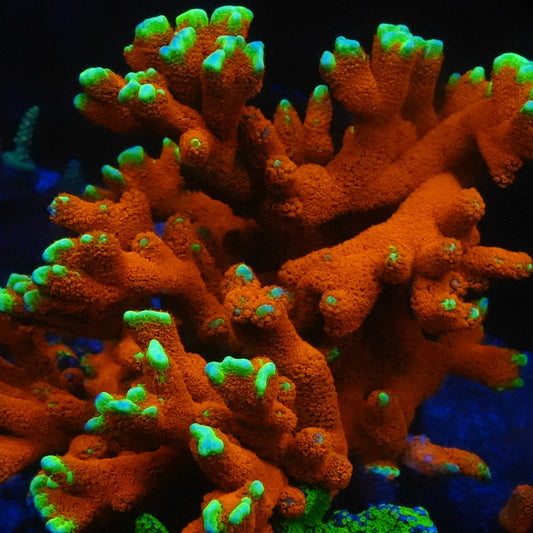 Bubble Gum Montipora Digitata Coral Frag (Cut To Order)