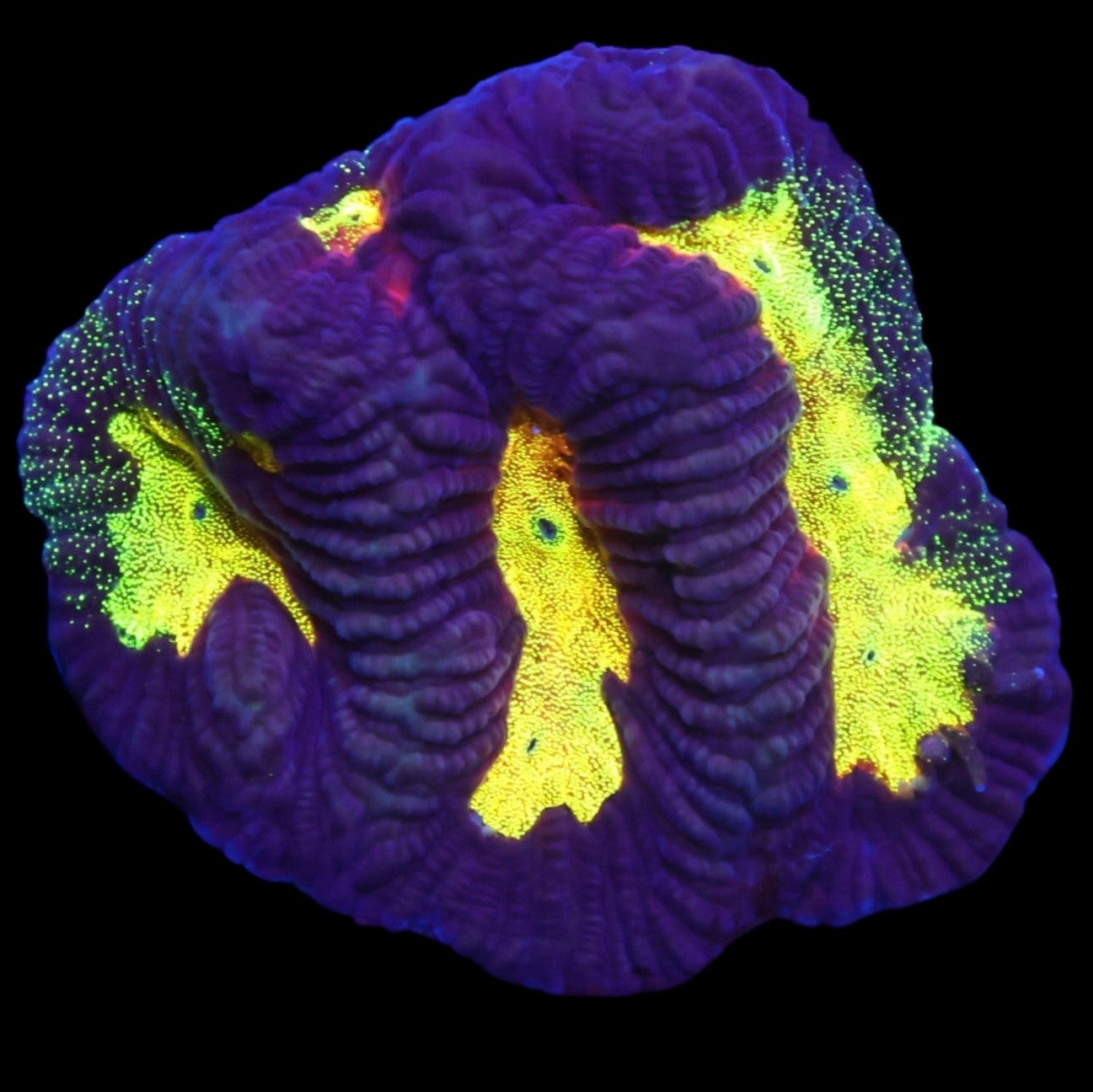 WYSIWYG SDC Lightning Storm Platy LPS Coral Frag