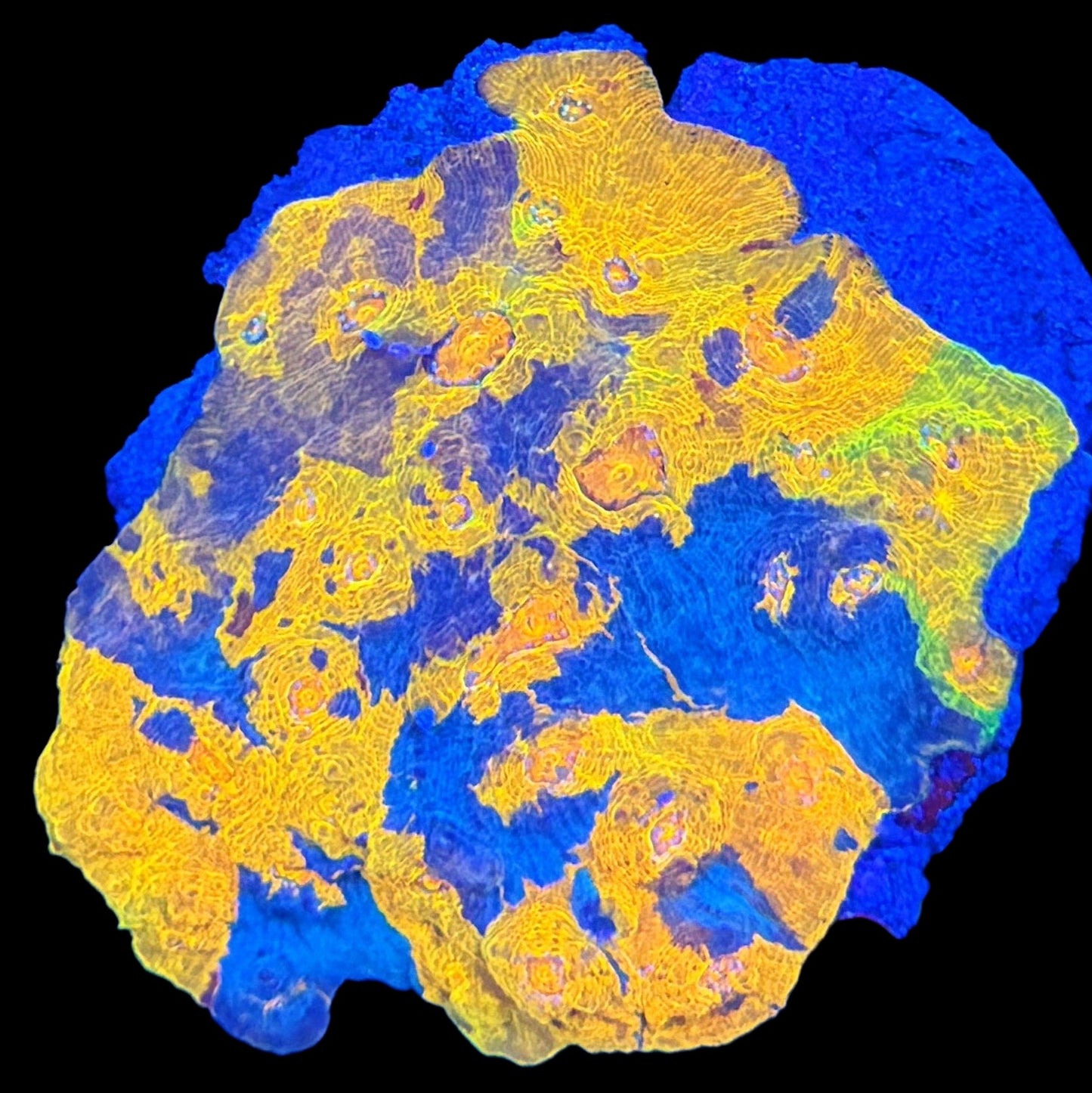 WYSIWYG Rainbow Chalice LPS Coral Colony (ML)