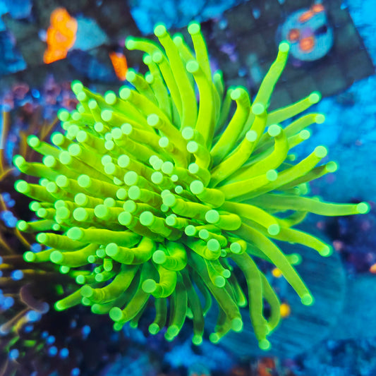 WYSIWYG Master Torch LPS Coral (1H)