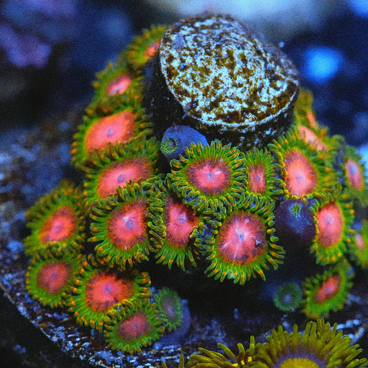 WYSIWYG Awesome Blossom Zoanthids Large Frag