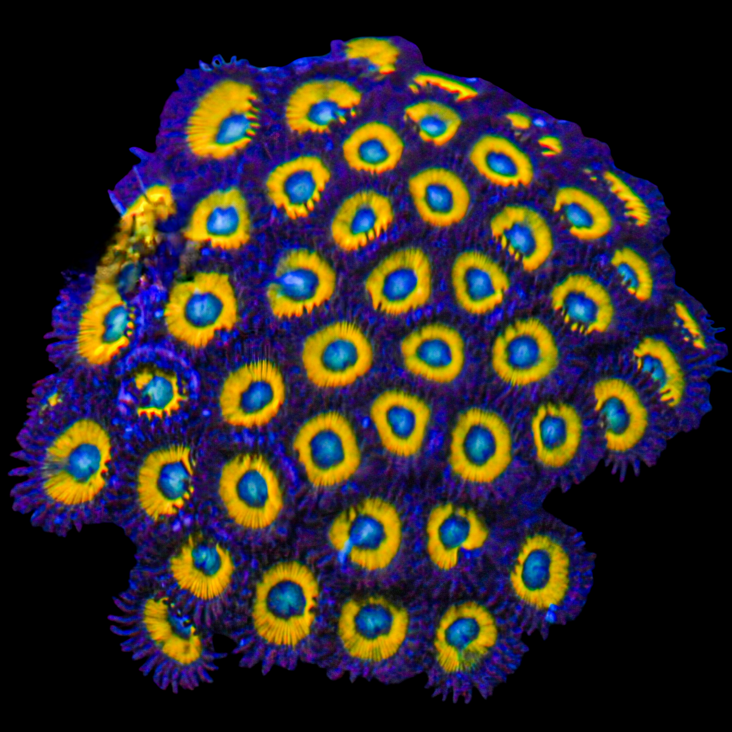 Belladonna Zoanthids (CUT TO ORDER Frag)