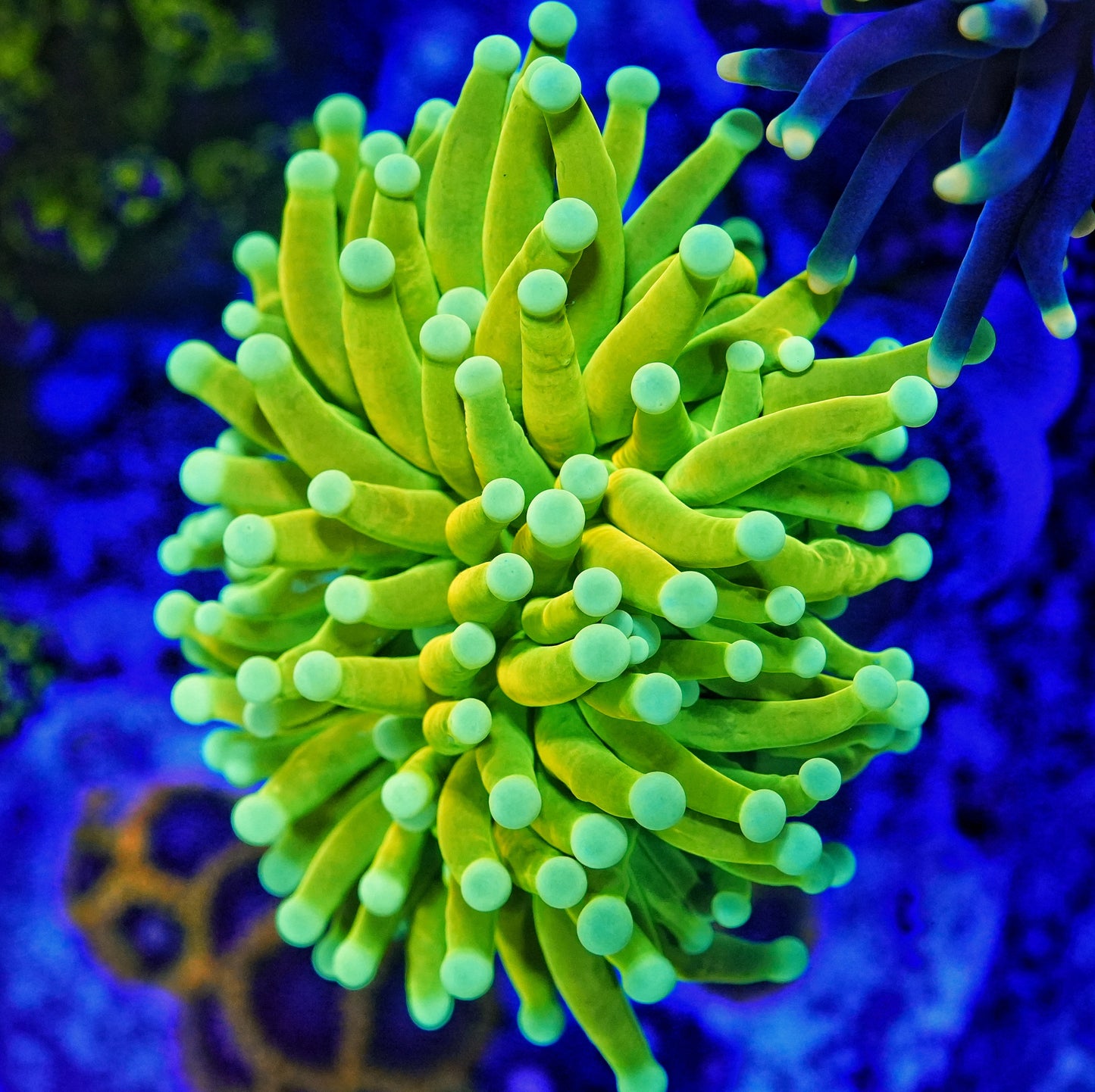 WYSIWYG Master Torch LPS Coral (1H)