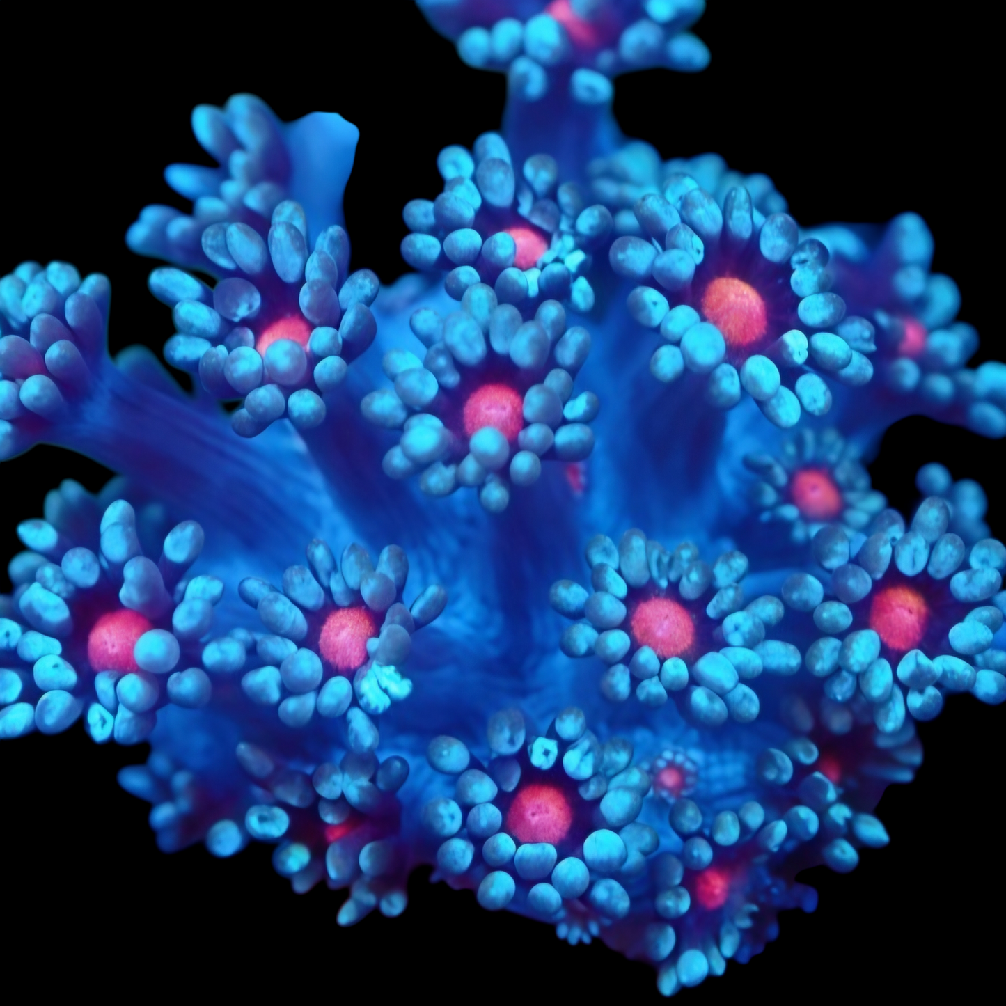 WYSIWYG Pink Daisy Goniopora LPS Frag