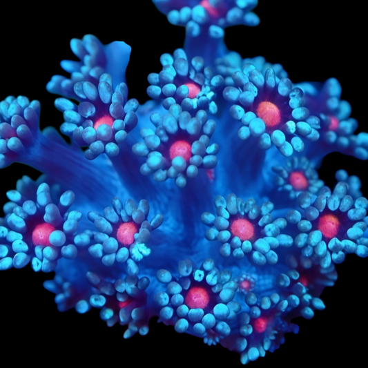 WYSIWYG Pink Daisy Goniopora LPS Frag