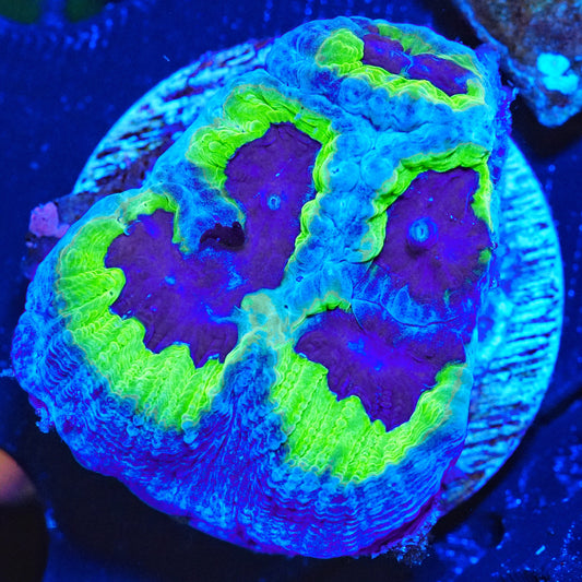 Almost WYSIWYG - ECC Slightly Sinister Favia LPS Coral Frag (CUT TO ORDER)