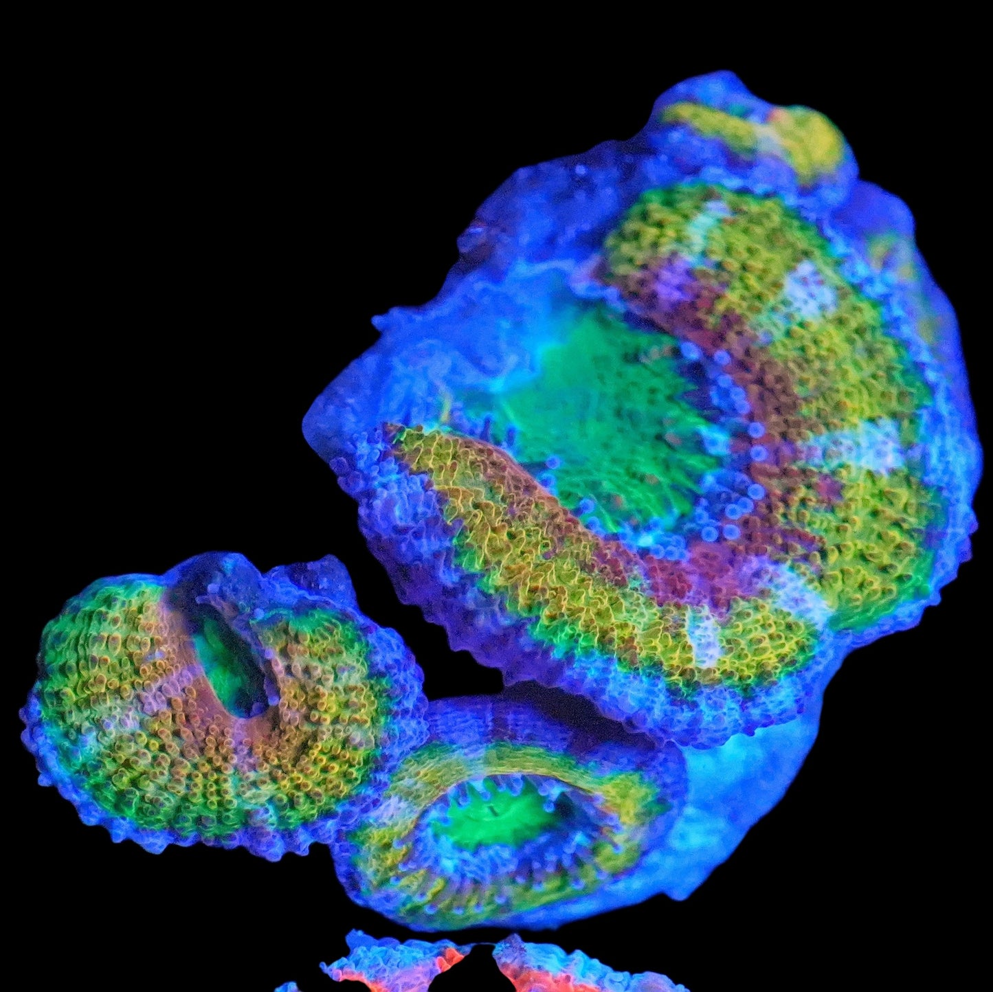 WYSIWYG Mohican Sun Micromussa LPS Frag