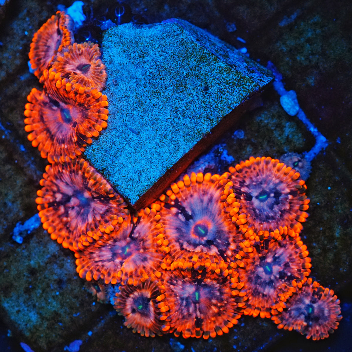 Utter Chaos Zoanthids Frag (CUT TO ORDER)