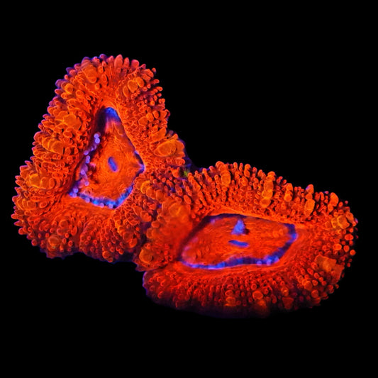 WYSIWYG BeMyValentines Micromussa LPS Frag