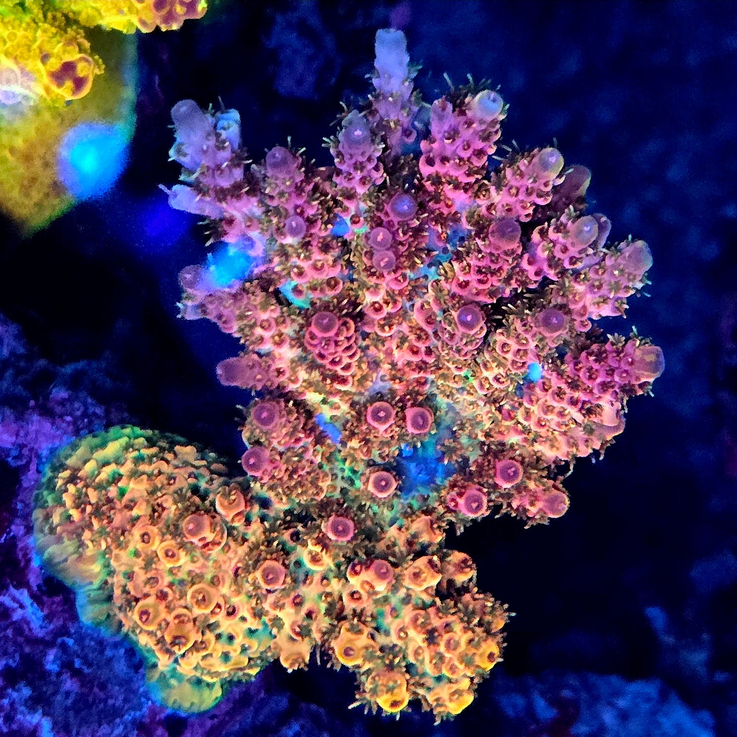 Ultra Rainbow Acropora Frag - SPS Coral (Cut to Order)