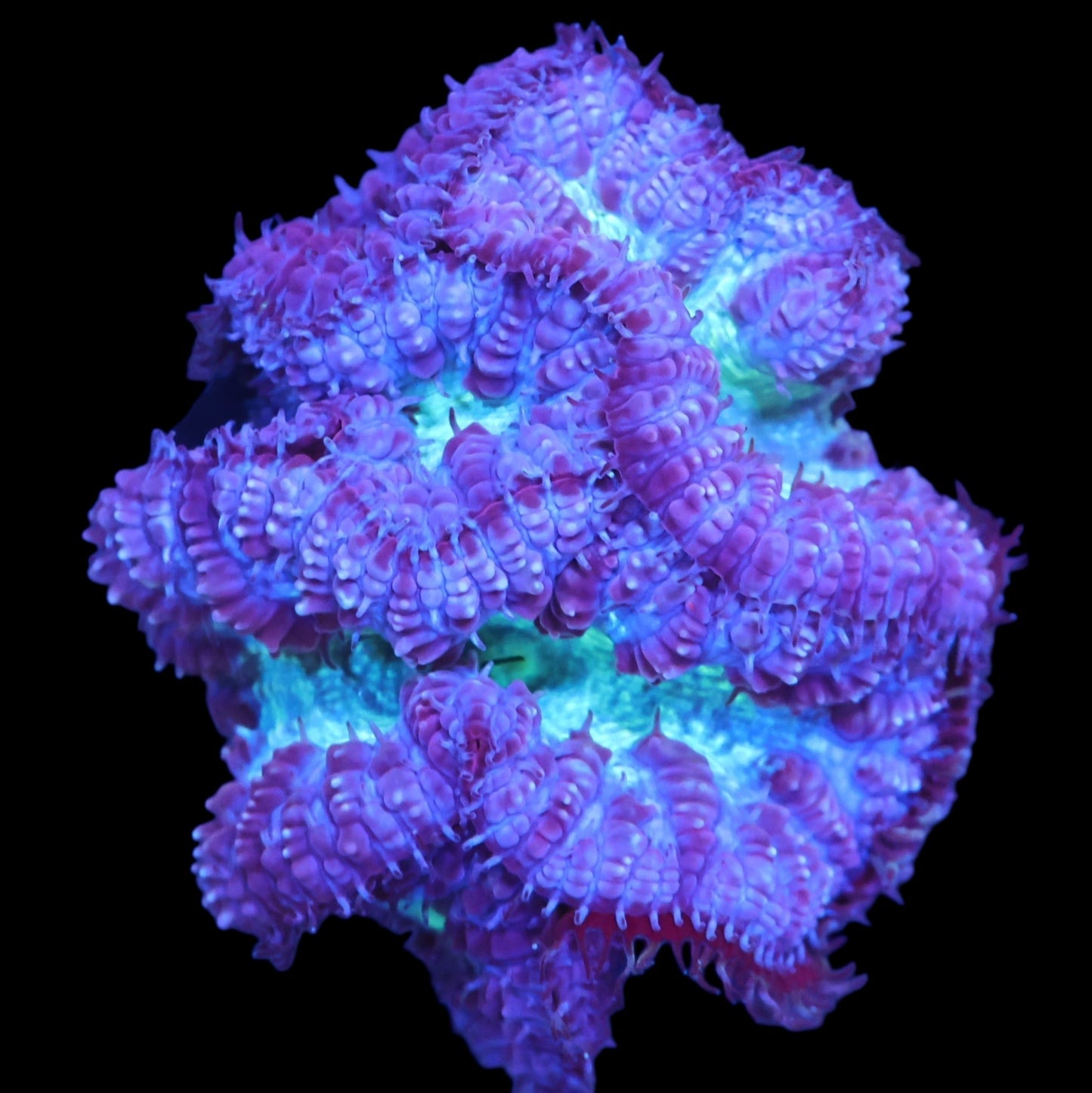 WYSIWYG Indo Monster's Inc Blastomussa LPS Coral Colony