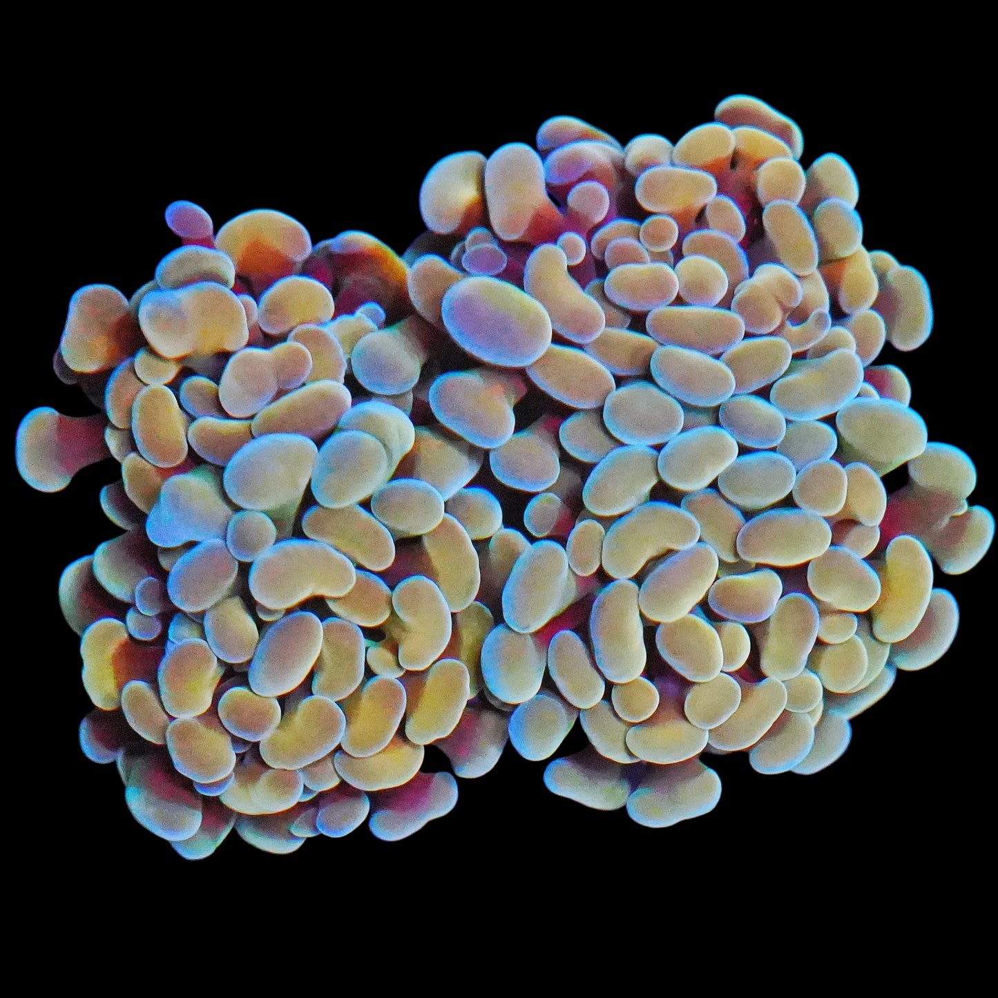 WYSIWYG Butter Bean Branching Hammer LPS Coral Colony