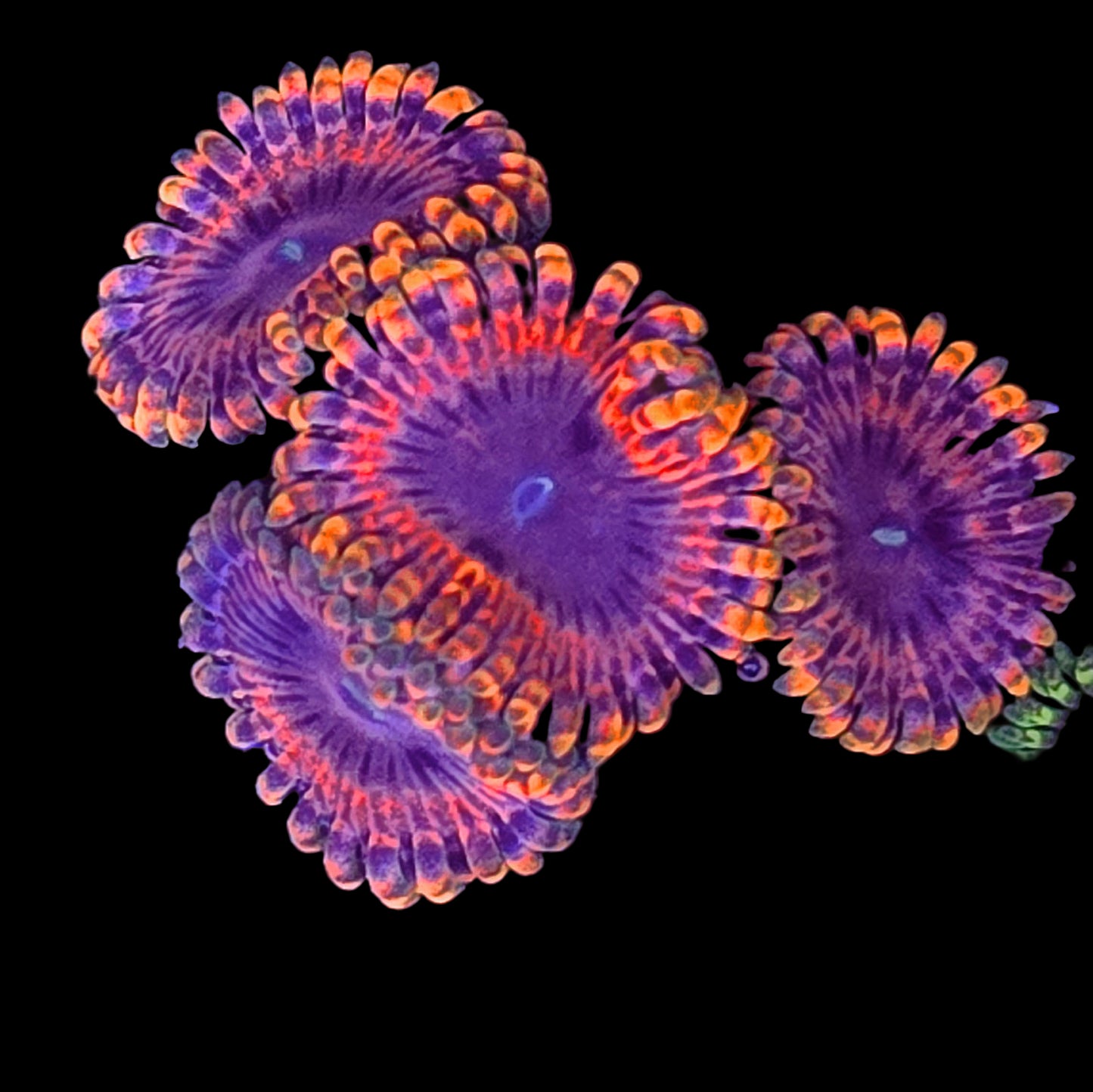 WYSIWYG Fairy Fart Zoanthids Frag (4P)
