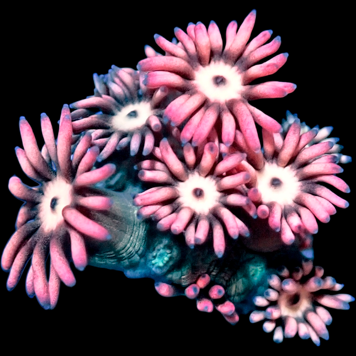 WYSIWYG Everlasting Roses Goniopora LPS Frag