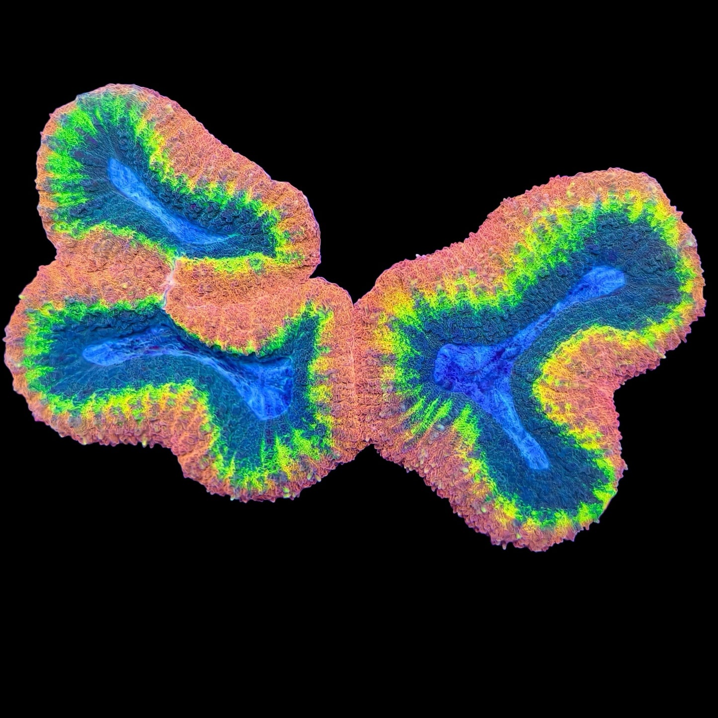 WYSIWYG Lucky Charms Lobophyllia LPS Coral (L)