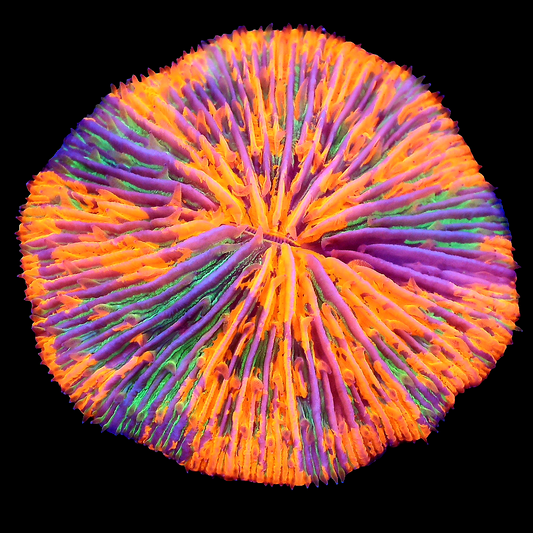 WYSIWYG Malaysian Tie Dye Splatter Fungia Plate Coral