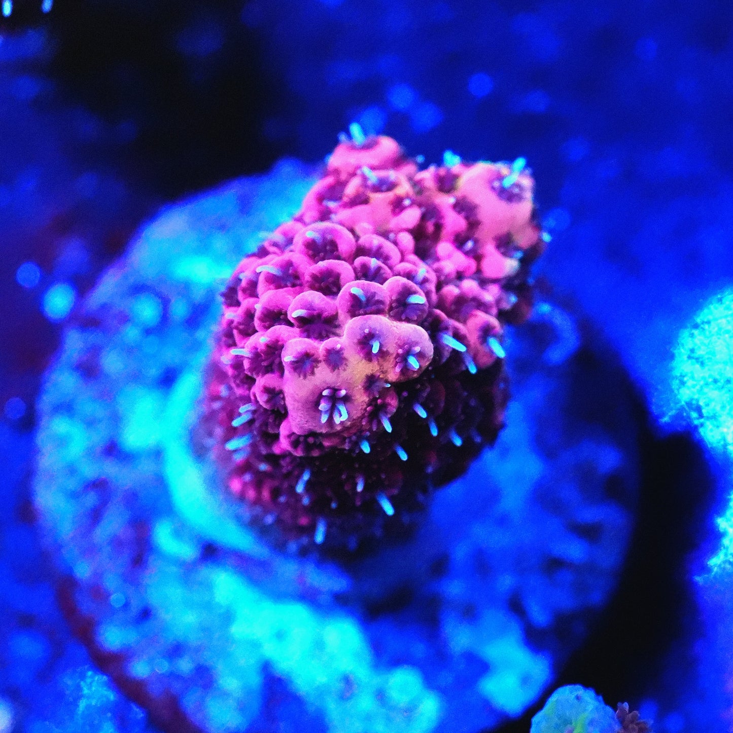 WYSIWYG Acropora Millepora SPS Frag (M)