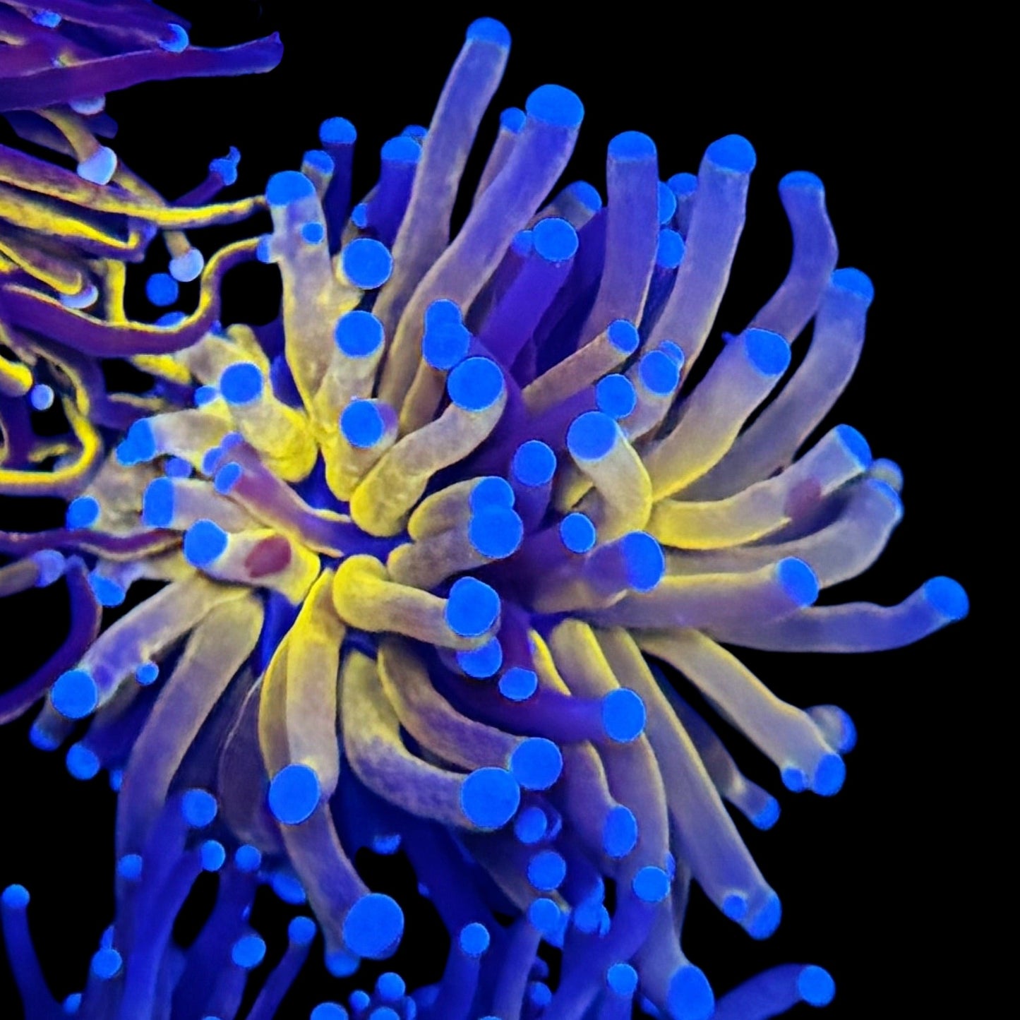 WYSIWYG Tiger Torch LPS Coral Frag