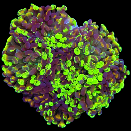 WYSIWYG Splatter Branch Hammer Colony LPS Coral (8H)