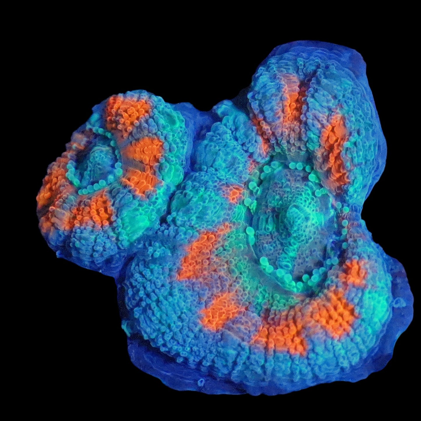 WYSIWYG Bluey Micromussa LPS Frag