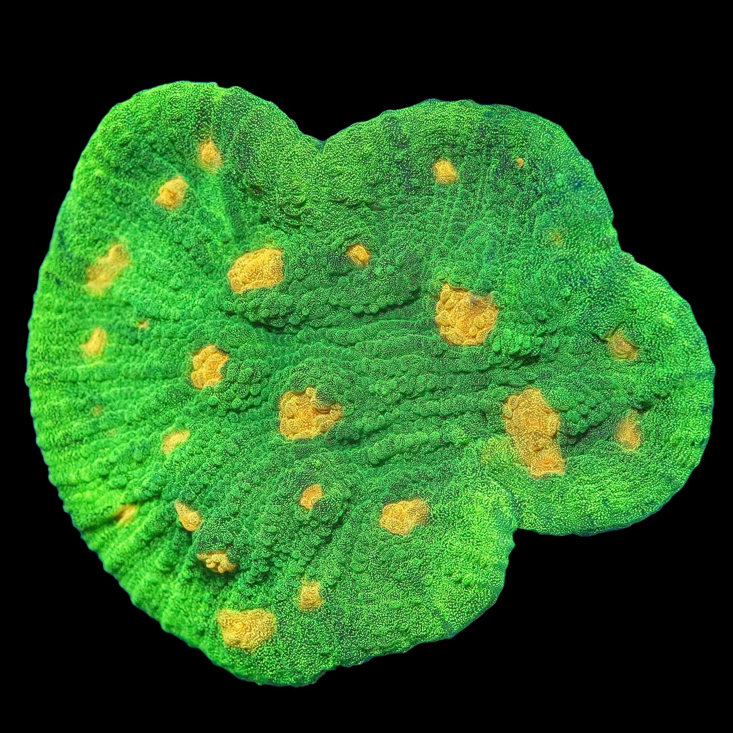 WYSIWYG Space Invader Chalice LPS Coral Frag (L)