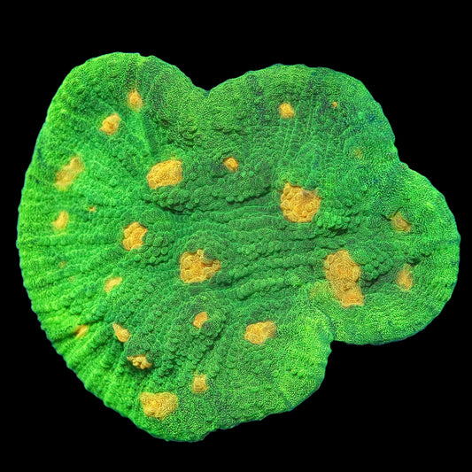 WYSIWYG Space Invader Chalice LPS Coral Frag (L)