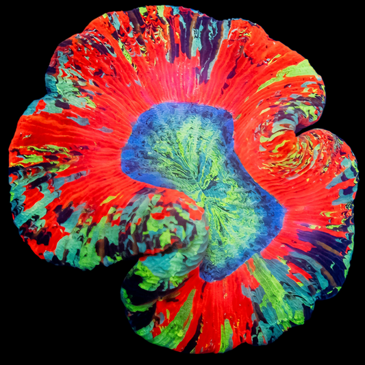 WYSIWYG Plasma Heart Trachyphyllia LPS Coral (ML)