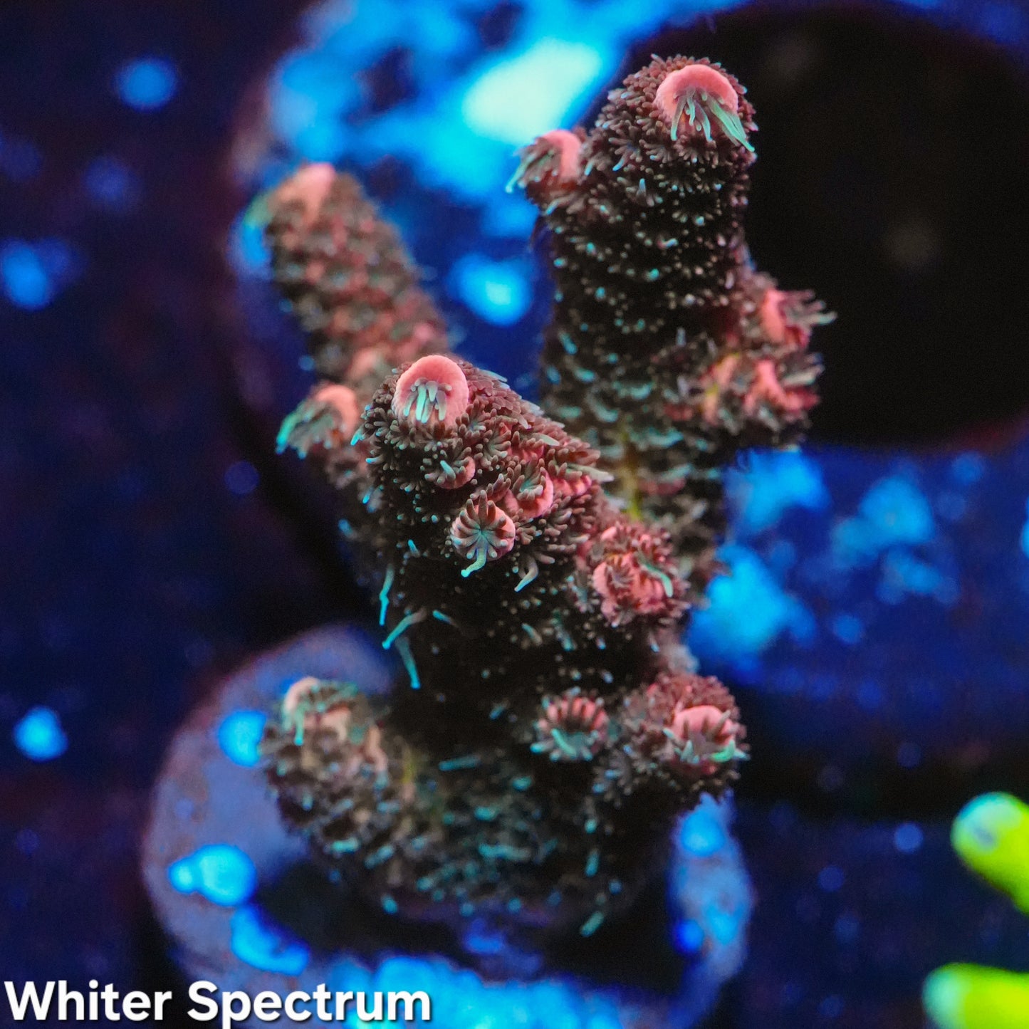 WYSIWYG Acropora Millepora SPS Frag (L)