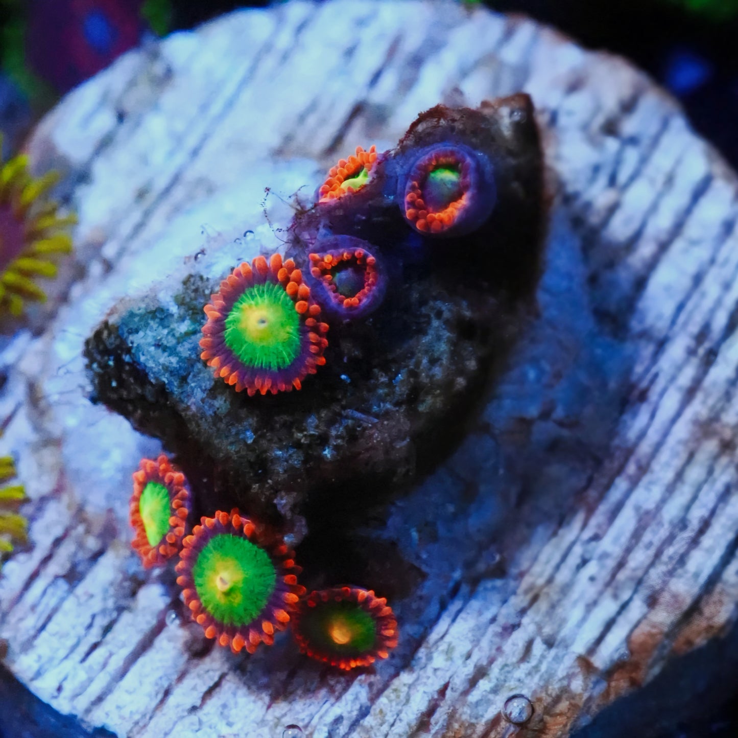 WYSIWYG Goblin's Fire AKA Goblins on Fire Zoanthids Frag