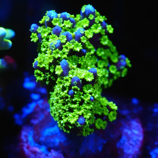 WYSIWYG JF Tubbs Stellata Montipora SPS Coral Frag