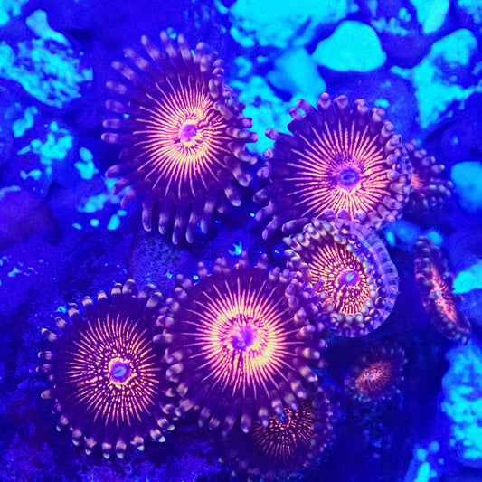 WYSIWYG (Unknown Trade Name) Zoanthids
