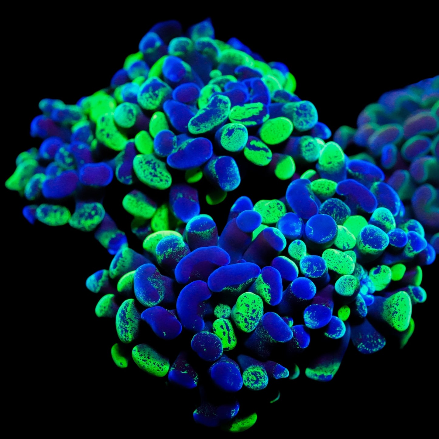 WYSIWYG Splatter Branching Hammer LPS Coral Colony (5H)